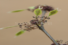 Holoptelea integrifolia